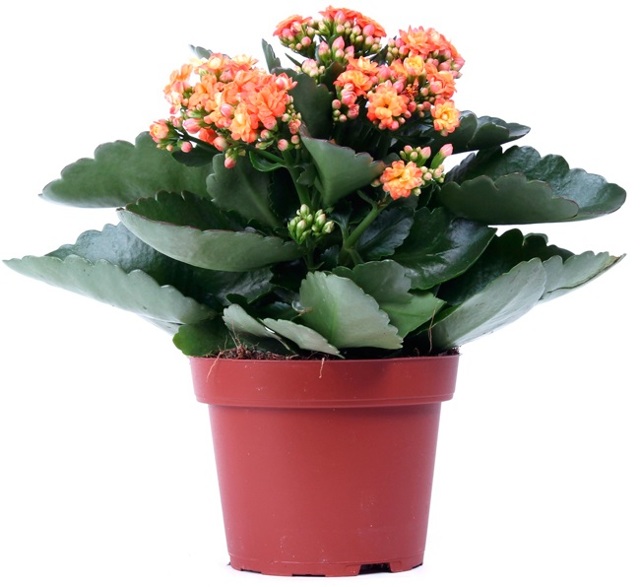 Зуд при варикозе: причины, лечение (медикаменты, народные средства, диетотерапия), возможные осложнения (трофические язвы, дерматит, экзема)