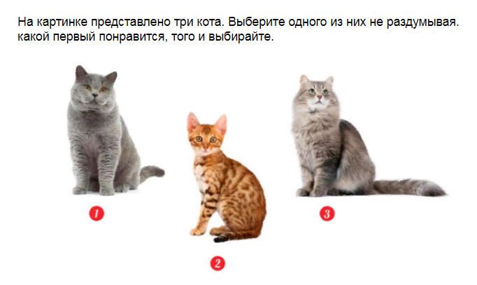Ответы на тест. Узнайте силу своего характера, выбрав кота на представленной картинке