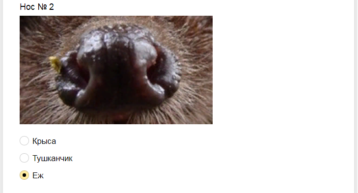 Ответы на тест. Угадайте животное по носу
