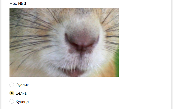 Ответы на тест. Угадайте животное по носу