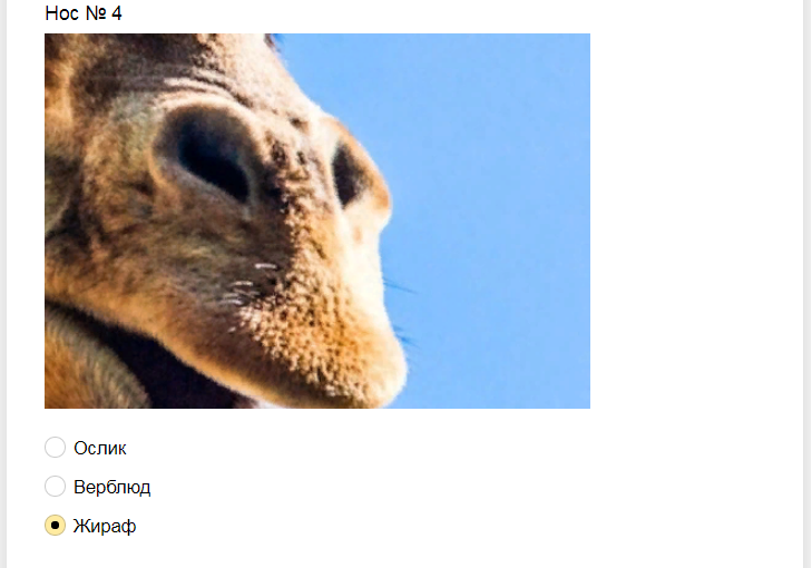 Ответы на тест. Угадайте животное по носу