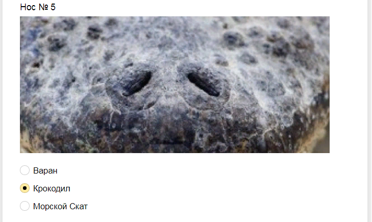 Ответы на тест. Угадайте животное по носу