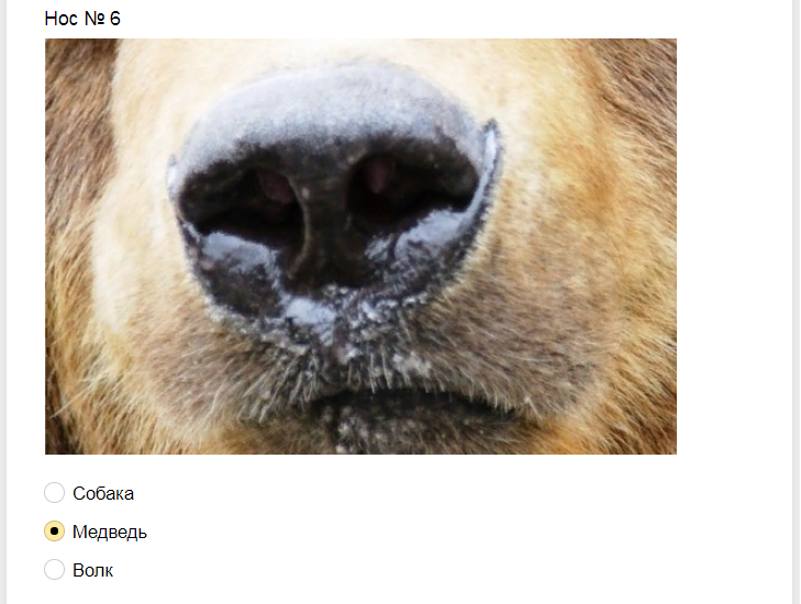 Ответы на тест. Угадайте животное по носу
