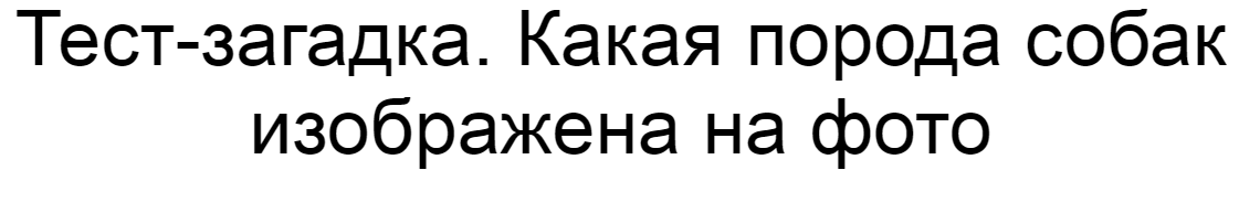 Ответы на тест-загадку. Какая порода собак изображена на фото