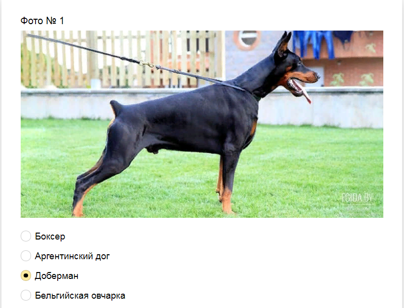 Ответы на тест-загадку. Какая порода собак изображена на фото