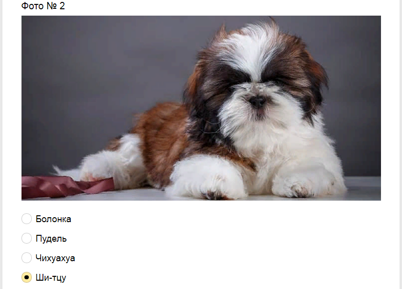 Ответы на тест-загадку. Какая порода собак изображена на фото