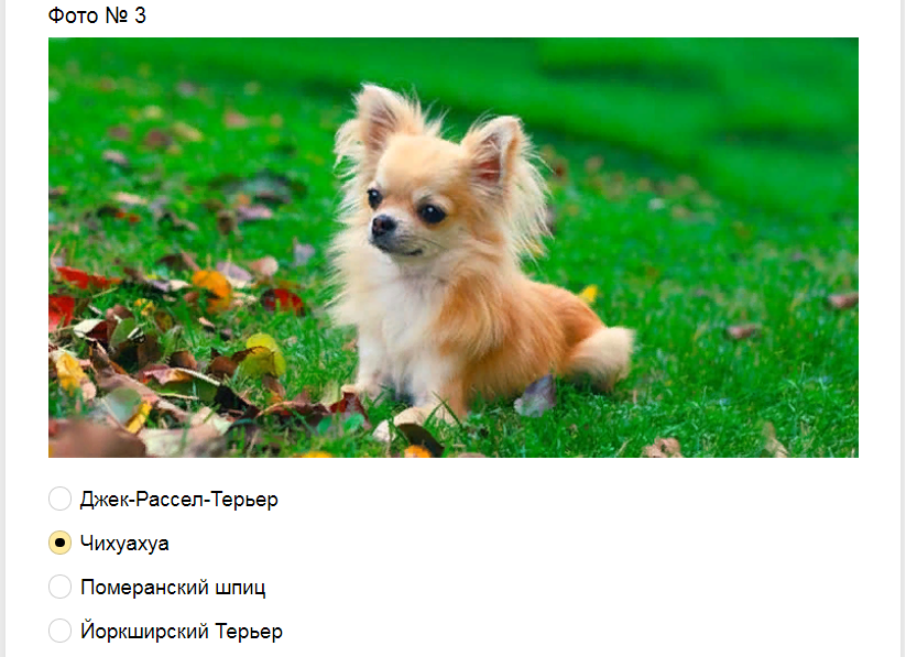 Ответы на тест-загадку. Какая порода собак изображена на фото