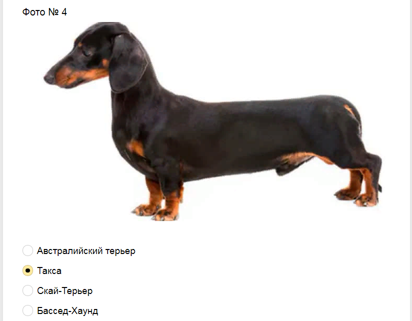 Ответы на тест-загадку. Какая порода собак изображена на фото