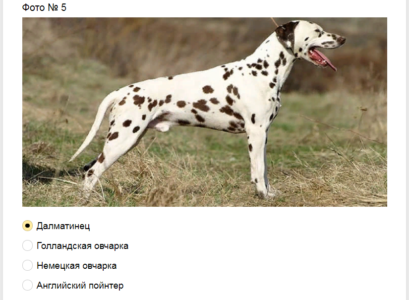 Ответы на тест-загадку. Какая порода собак изображена на фото