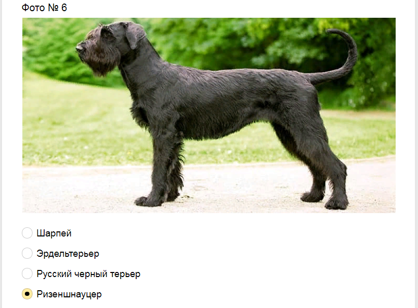 Ответы на тест-загадку. Какая порода собак изображена на фото