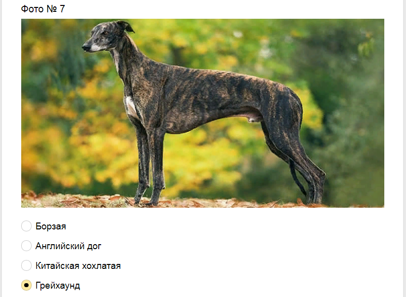 Ответы на тест-загадку. Какая порода собак изображена на фото