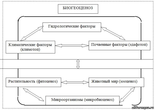 Биогеоценоз в чрезвычайной ситуации