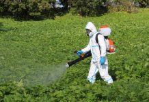 Почему уничтожение борщевика очень нужно