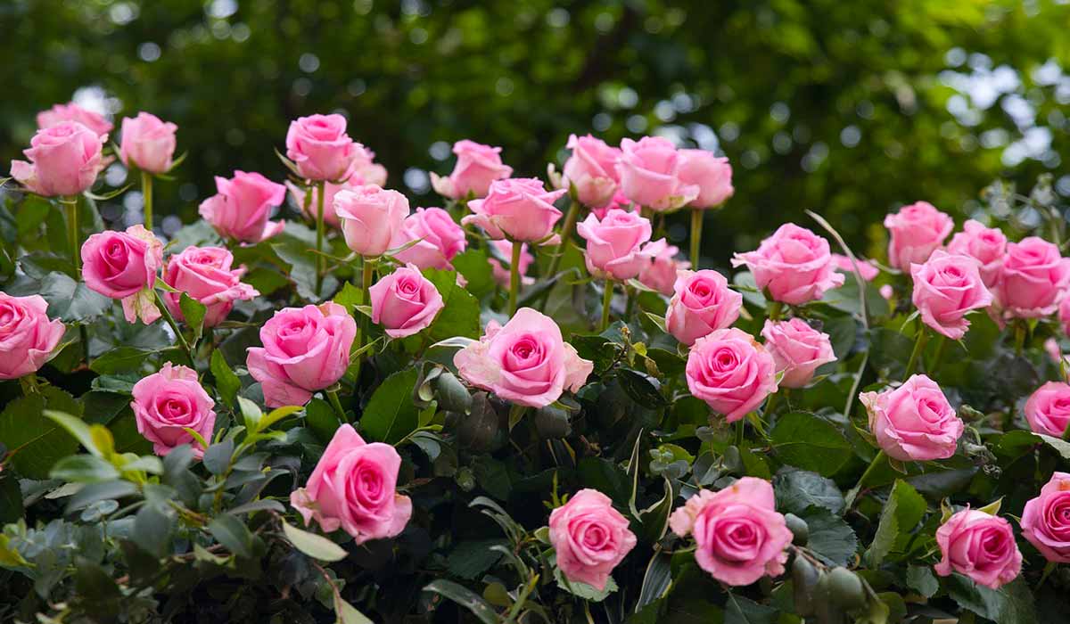 Садовые розы: виды и уход за ними