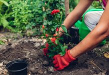 Садовые розы: виды и уход за ними