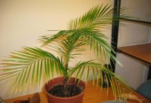 Плюсы комнатных пальм
