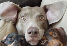 Самые общительные и веселые породы собак