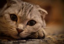 Когда необходимо усыпление животного