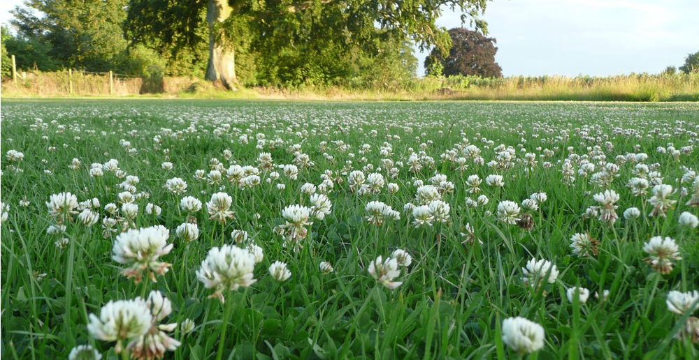 Клевер как замена газону