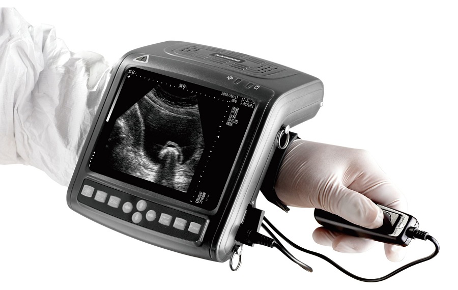 Особенности аппаратов УЗИ для крупного рогатого скота