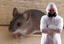 Какую угрозу крысы и мыши несут людям