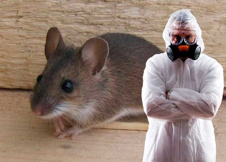 Какую угрозу крысы и мыши несут людям