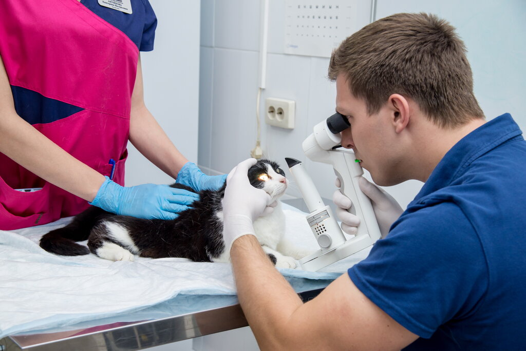 Как понять что пора обращаться к ветеринарному офтальмологу