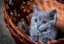 Как лечить лишай у кошки