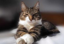 Гостиница для кошек – удобно и безопасно