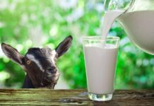 Преимущества и особенности детского питания на основе козьего молока