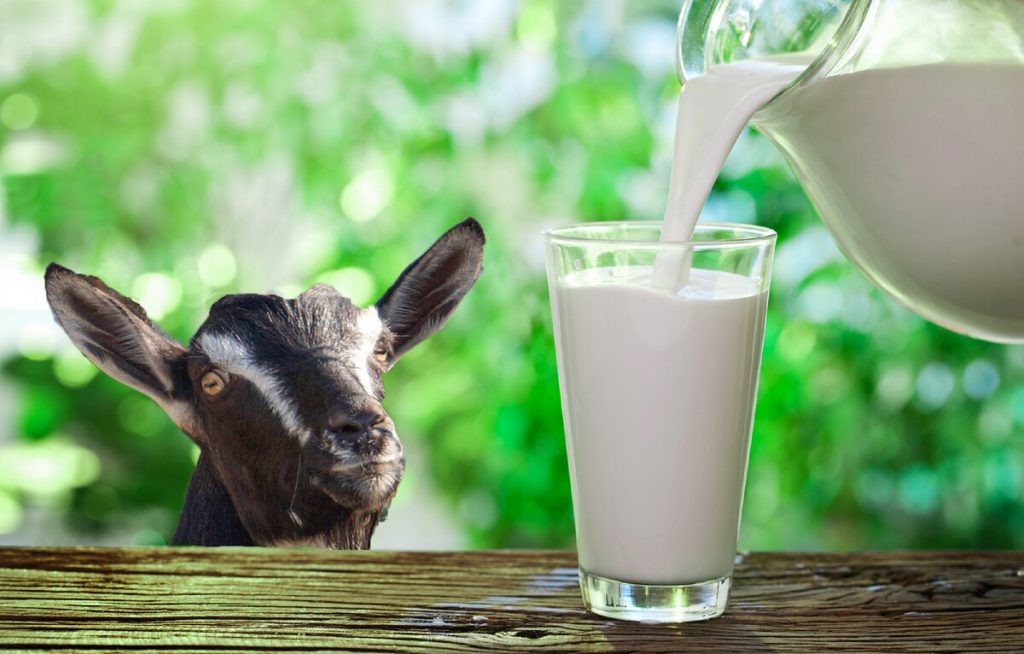 Преимущества и особенности детского питания на основе козьего молока