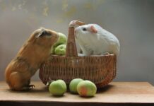 Уход за грызунами в домашних условиях