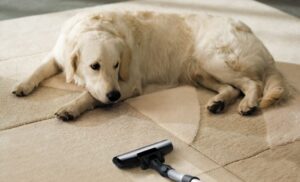 Как очистить ковер от шерсти домашних животных?