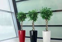 Кашпо Lechuza с автоматическим поливом: идеальное решение для простого ухода за растениями