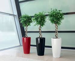 Кашпо Lechuza с автоматическим поливом: идеальное решение для простого ухода за растениями