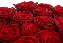 Руководство по покупке роз: воплощение элегантности и любви