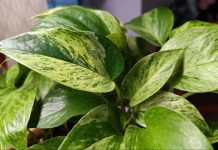 Растение Сциндапсус: популярный выбор для комнатного озеленения