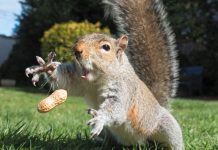 Причудливый победитель конкурса забавных фотографий дикой природы