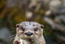 Бобровая струя от охотника: какие особенности