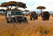 Туры в ЮАР от экспертов по Африке: какие особенности выбора?