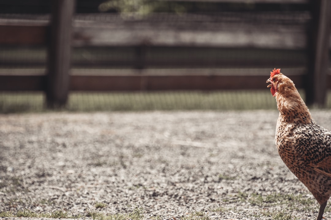 Курятники: как создать идеальный дом для ваших пернатых друзей