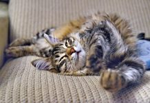 Почему имя «Семяныч» стало приманкой для обмана