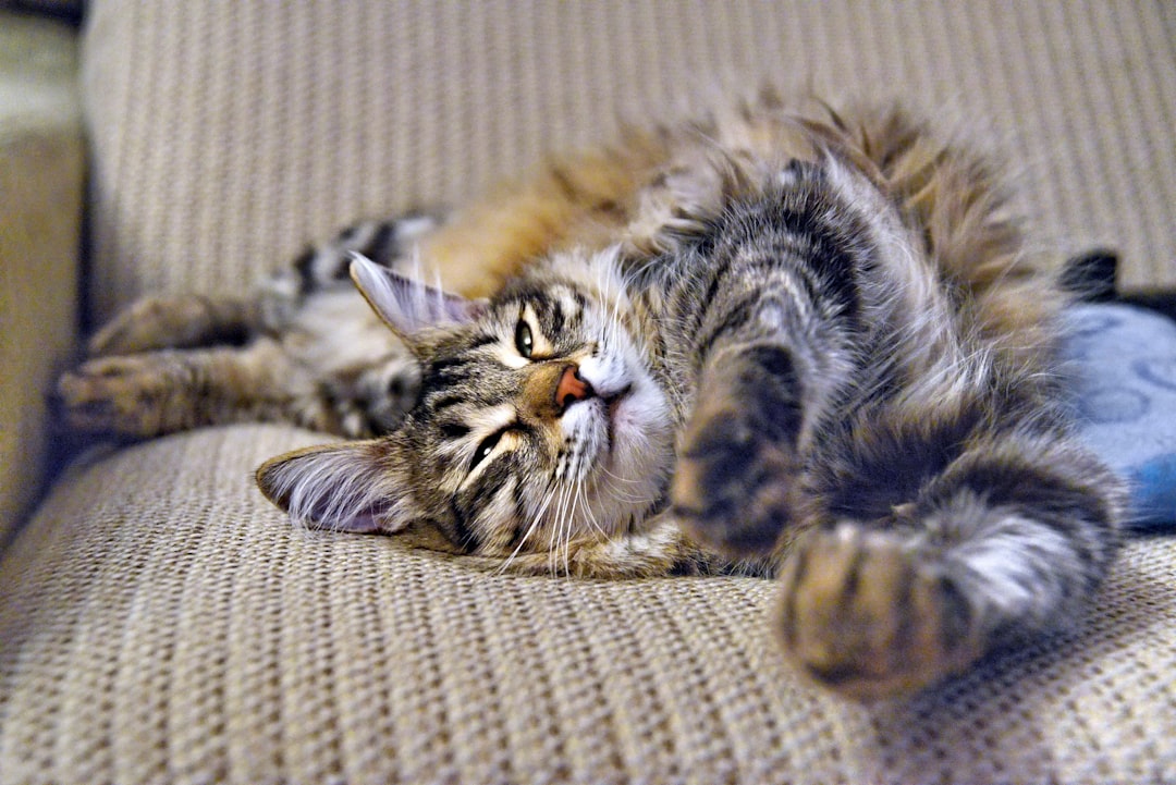 Почему имя «Семяныч» стало приманкой для обмана