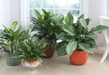 Офисное озеленение: какие растения лучше выбрать