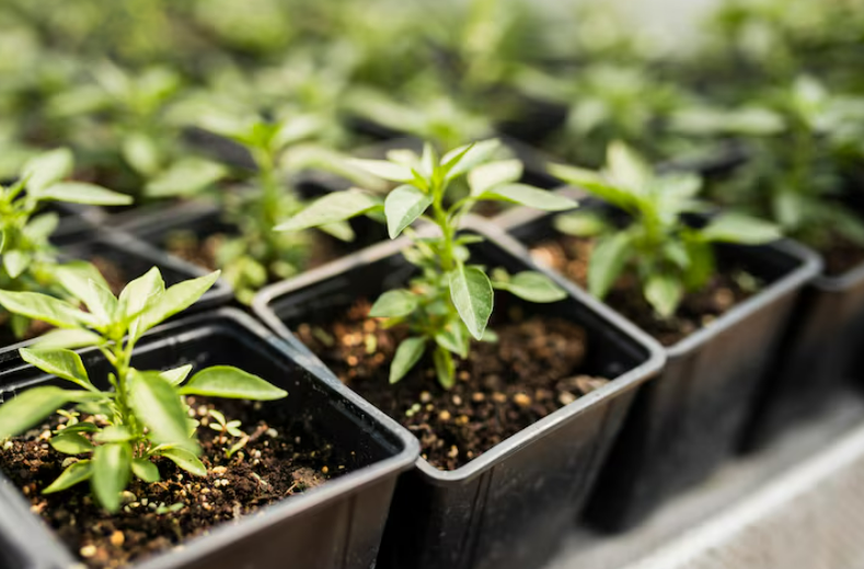 Все, что нужно знать о саженцах рододендрона: как выбрать и вырастить красивый куст