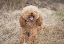 Мальтипу рыжий щенок: маленький рыжий проказник в вашем доме