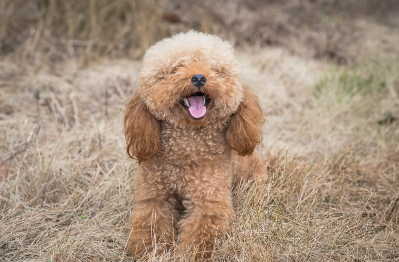 Мальтипу рыжий щенок: маленький рыжий проказник в вашем доме