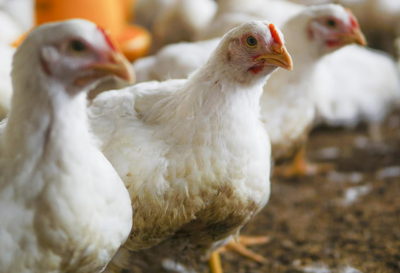 Температурный режим для бройлеров